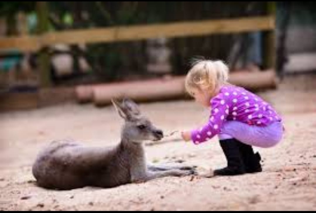 🐾 Voyage avec nos Amis les Animaux : Une Aventure Nature et Découverte 🌿 - Image 9