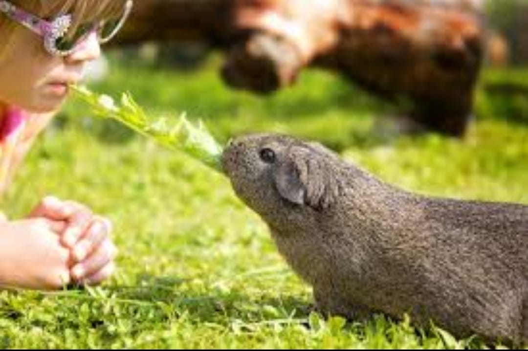 🐾 Voyage avec nos Amis les Animaux : Une Aventure Nature et Découverte 🌿 - Image 10