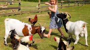 🐾 Voyage avec nos Amis les Animaux : Une Aventure Nature et Découverte 🌿 - Image 3